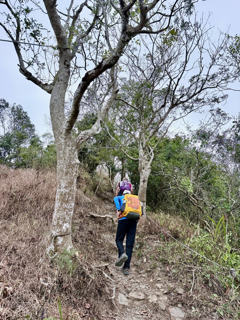 大漢林道登山趣(力里山.具馬奴山.崁頭窩山)  2026.3.28_3028043