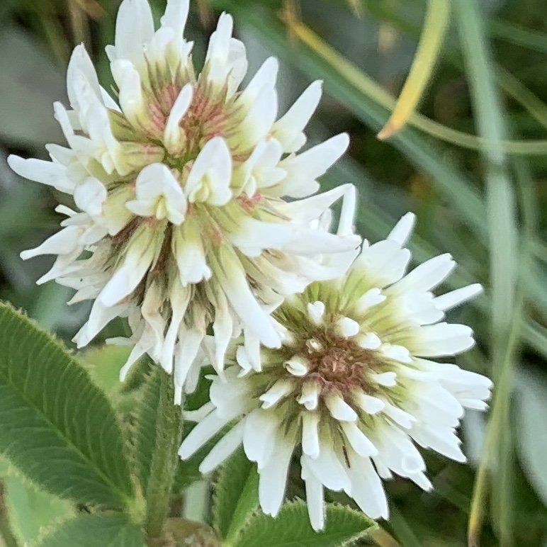 TMB 「環白朗峰步道」健行_655262