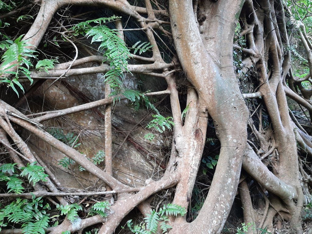 虎、豹、獅、象、九五峰、南港山、拇指山_1145272