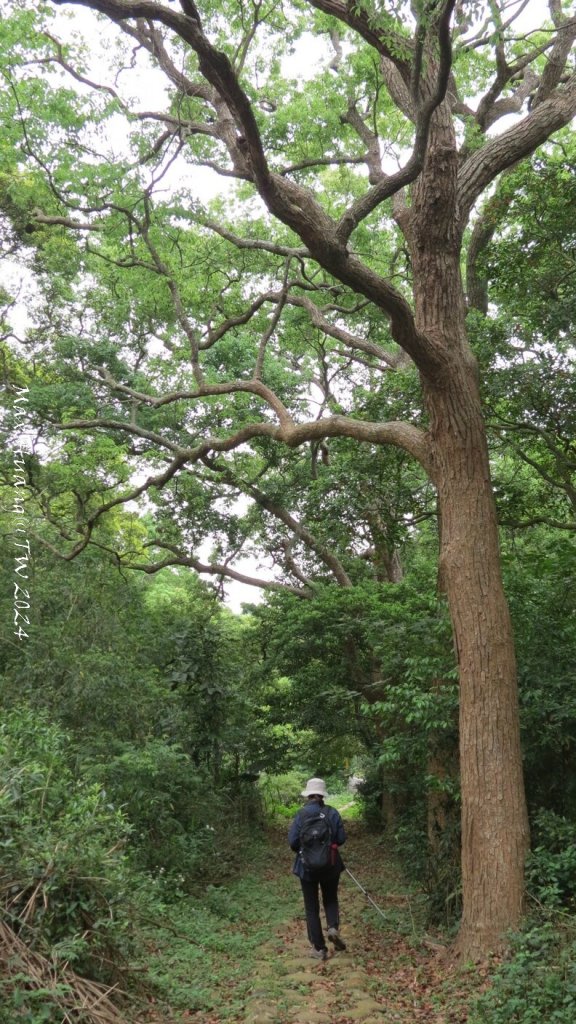 《苗栗》茶園古道｜三義登三義山慈濟山（三通嶺啟登）20240405_2472194
