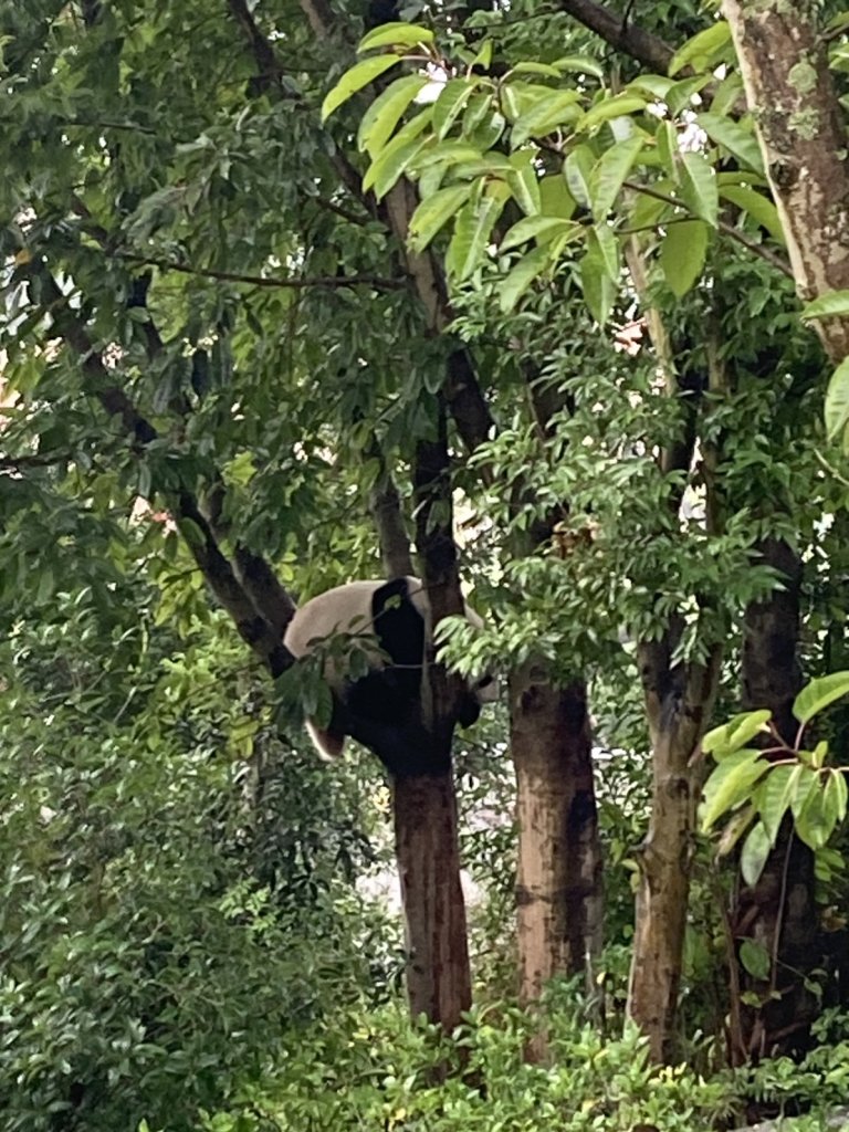 四川成都大熊貓繁育研究基地_2940691