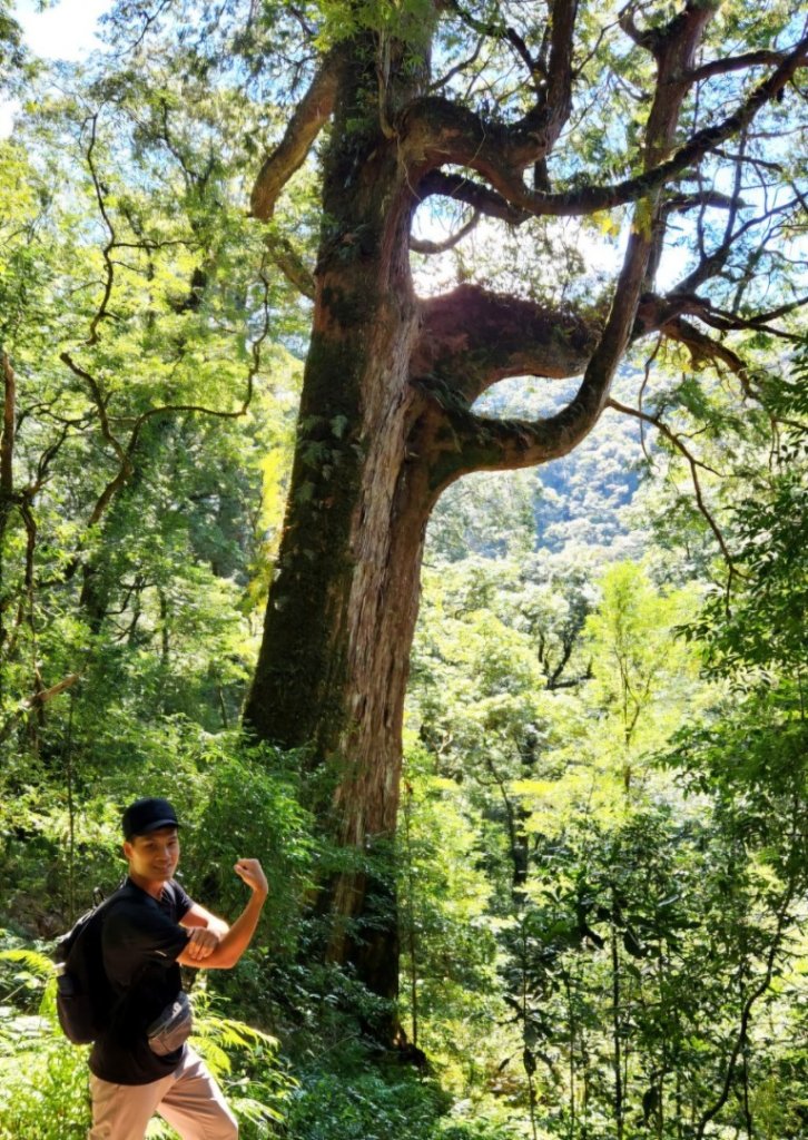 【中級山】插天山的奇幻世界，赫威山，赫威神木群步道_2741281