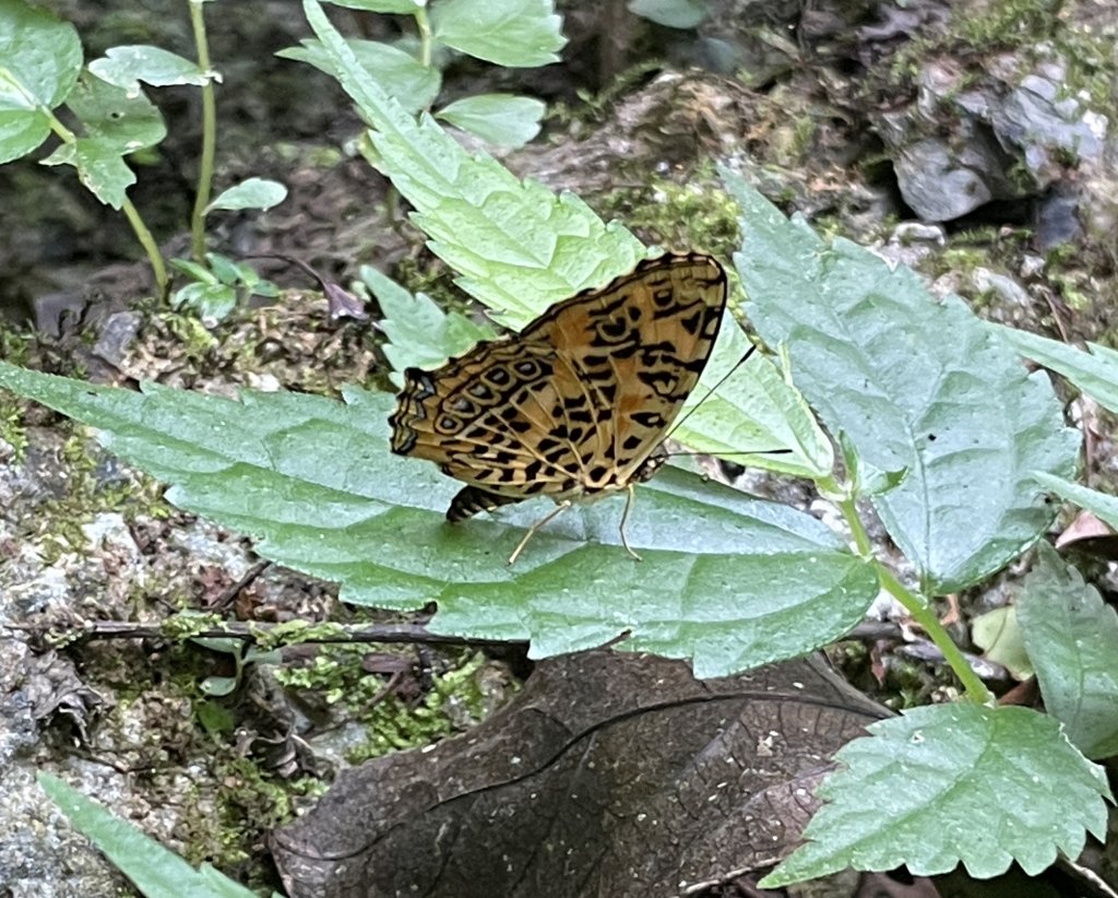 涼意滿滿的〔烏來〕福山部落古圳道消暑趣_1776974