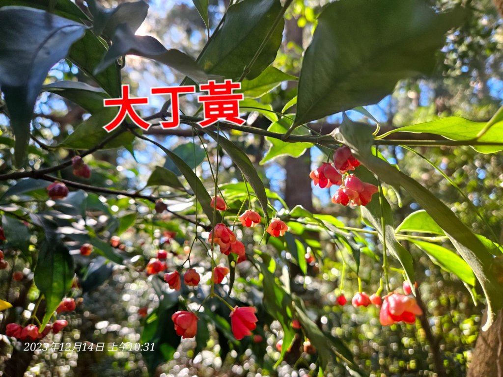 新竹尖石蓮包山+鴛鴦谷鰻潭瀑布O型走_2379162