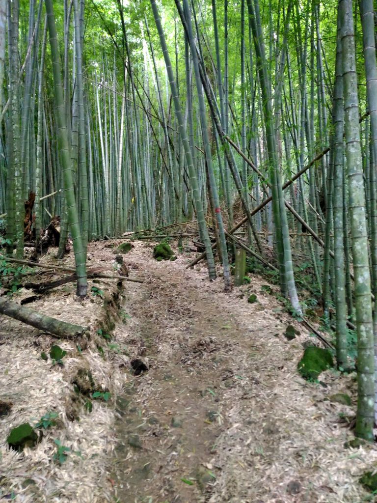 嘉南雲峰、石壁山登山步道_147333