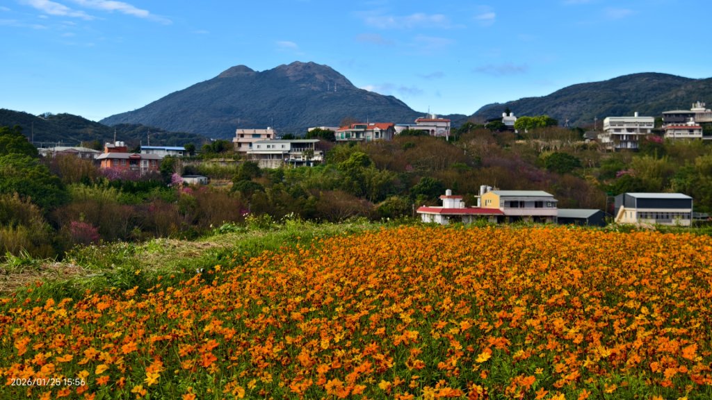 #平菁街 #鵝尾山梯田 #廣佑聖王廟 #寒櫻巷 #夕陽 1/24&25_2987673