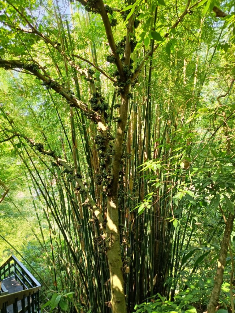 大縱走第七段-茶香縱走_1474585