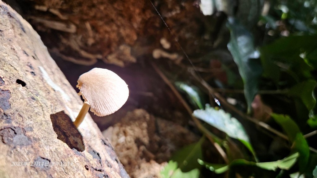 新竹尖石蓮包山+鴛鴦谷鰻潭瀑布O型走_2379123