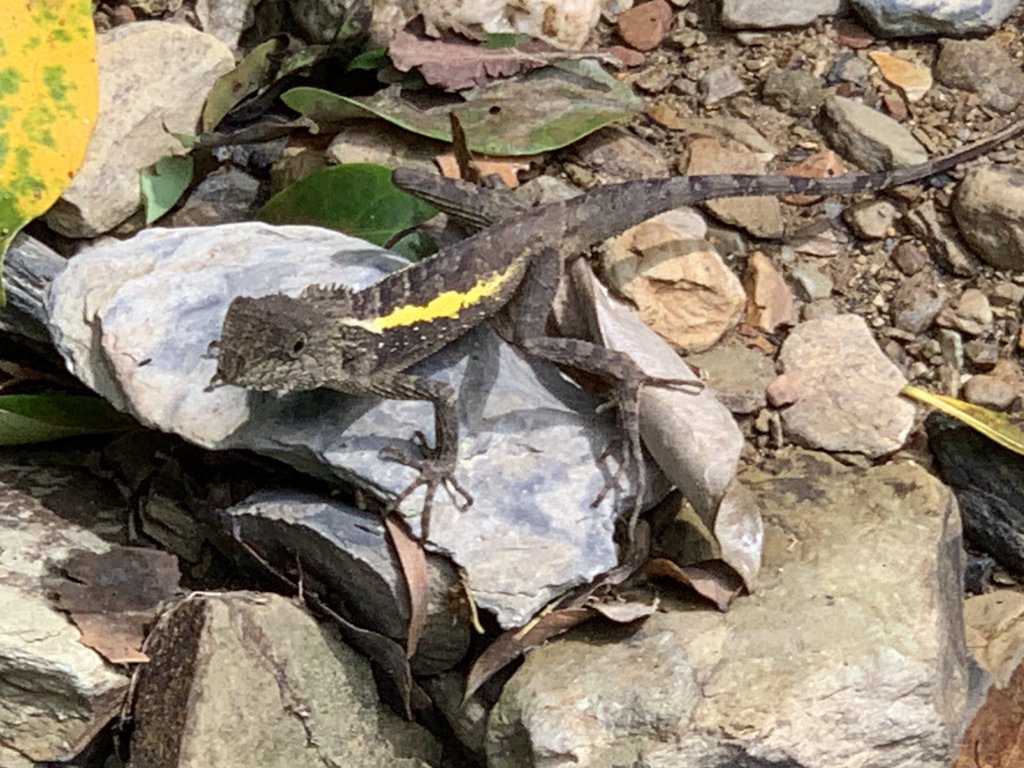 20250809高雄尾寮山(第21刷)封面圖