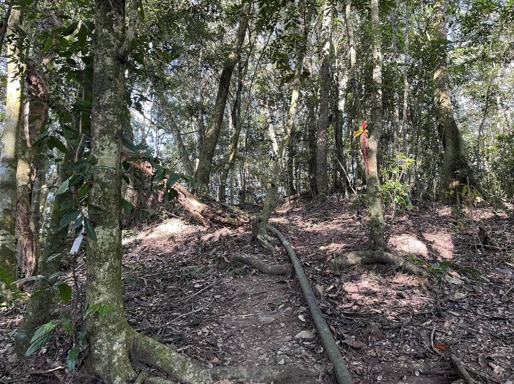 2023_1119  藤枝山_2354354