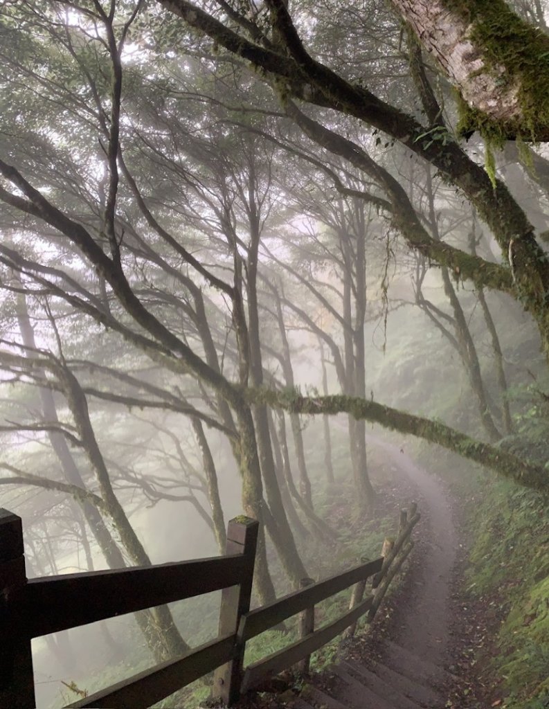 檜山巨木群步道封面圖