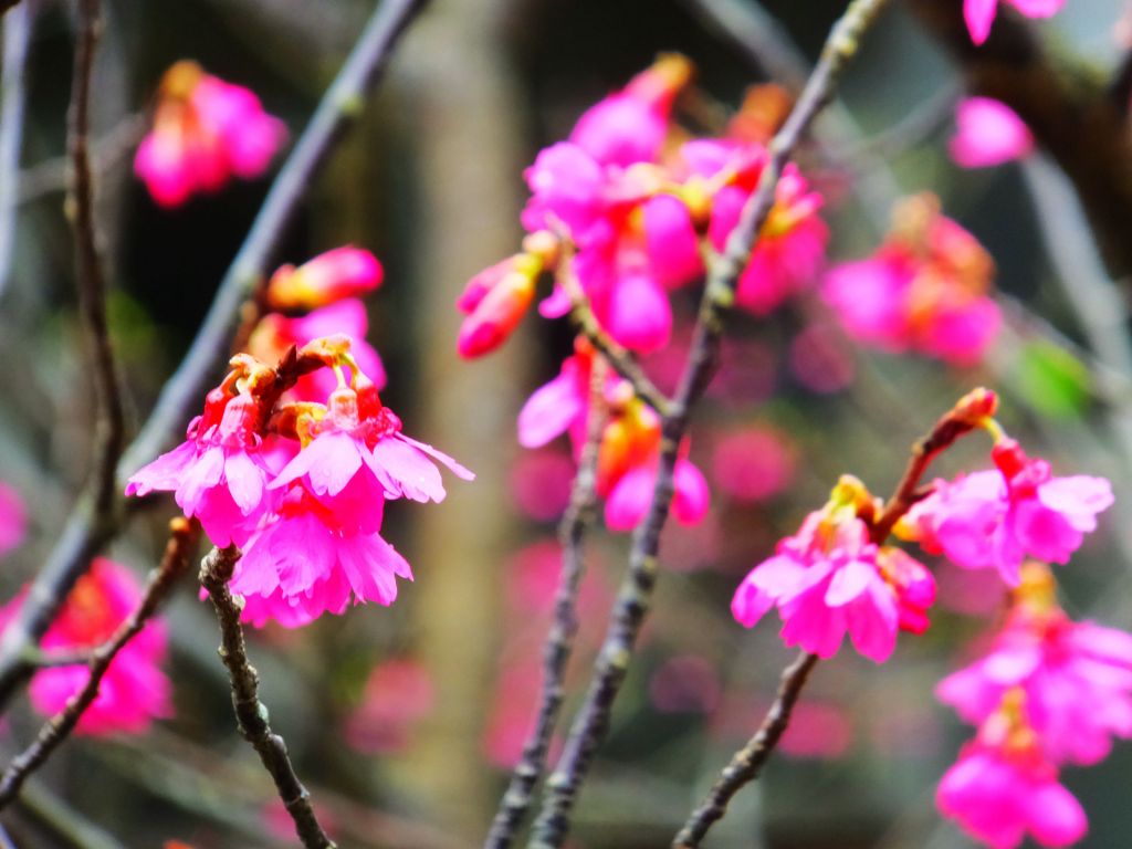 春暖花開 政大越嶺貓空 青立方_273795