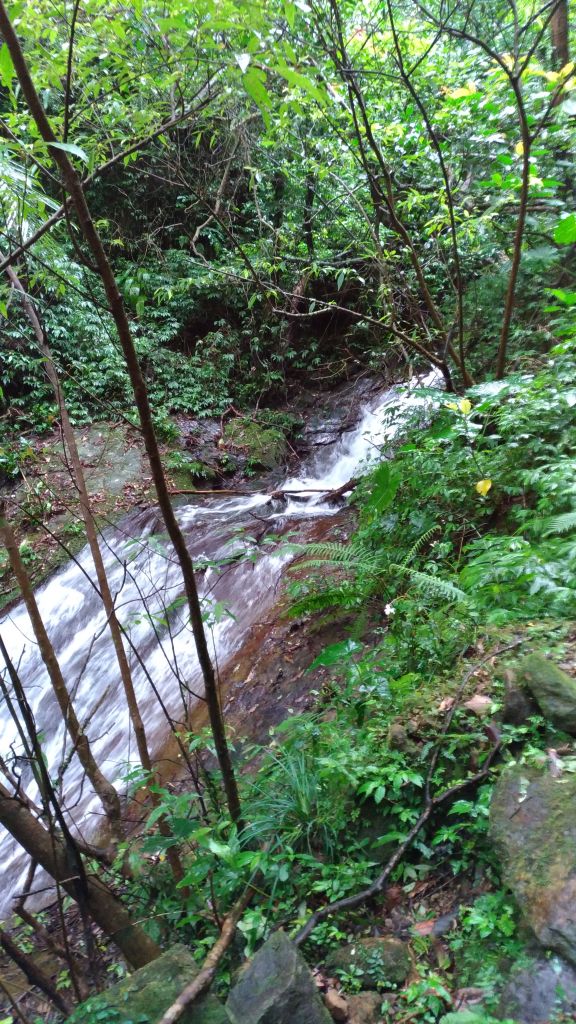 起大霧~~~無大景的五分山!_186010