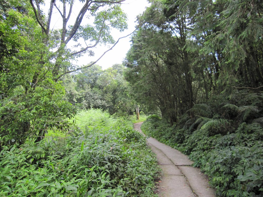 涼爽避暑的日湯真山_1031645