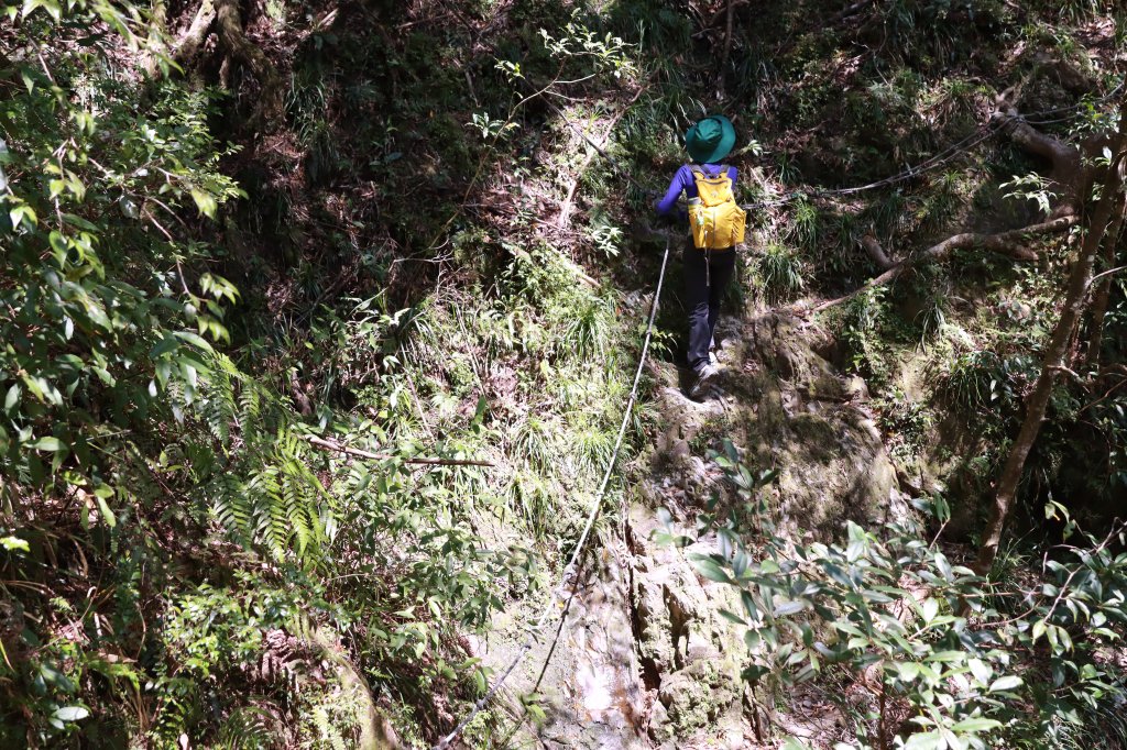 北插山腳散步之赫威神木群_2757680