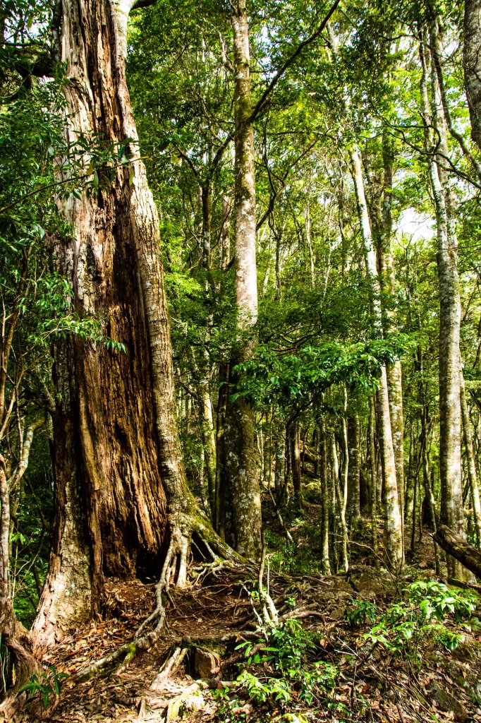 稍來山楓葉林_2960865