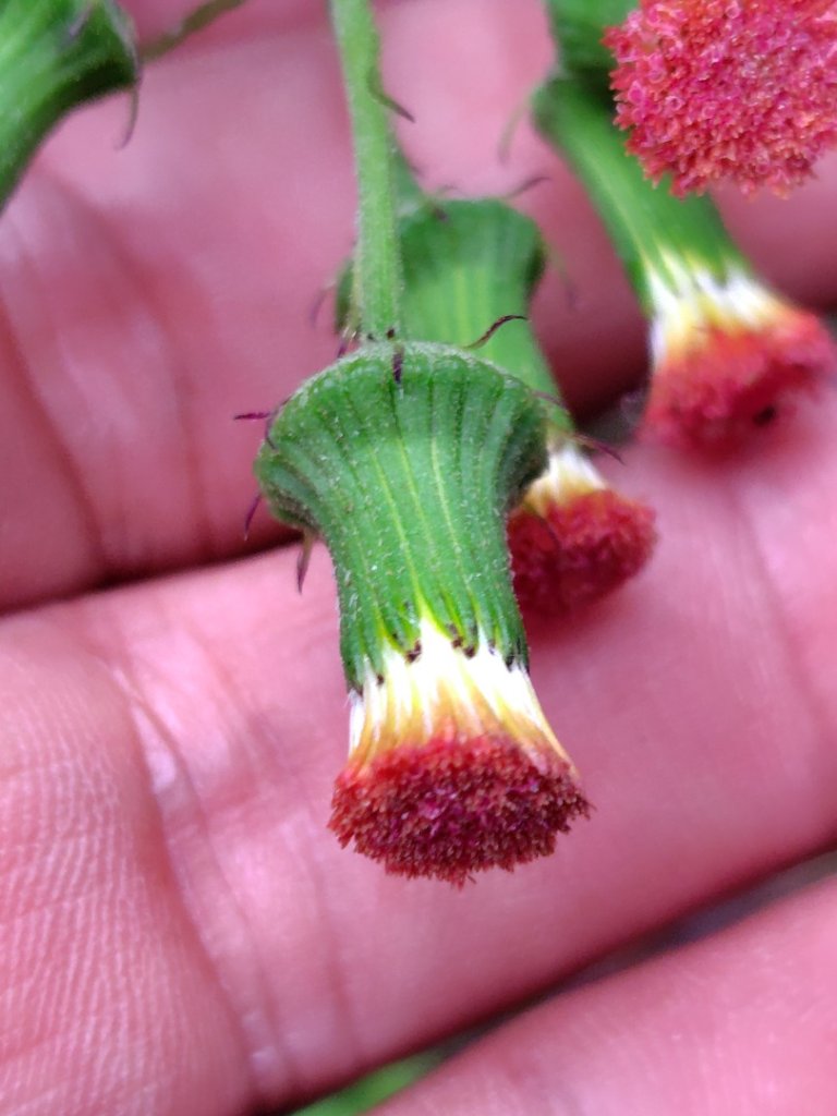 苗栗關刀山_2975053