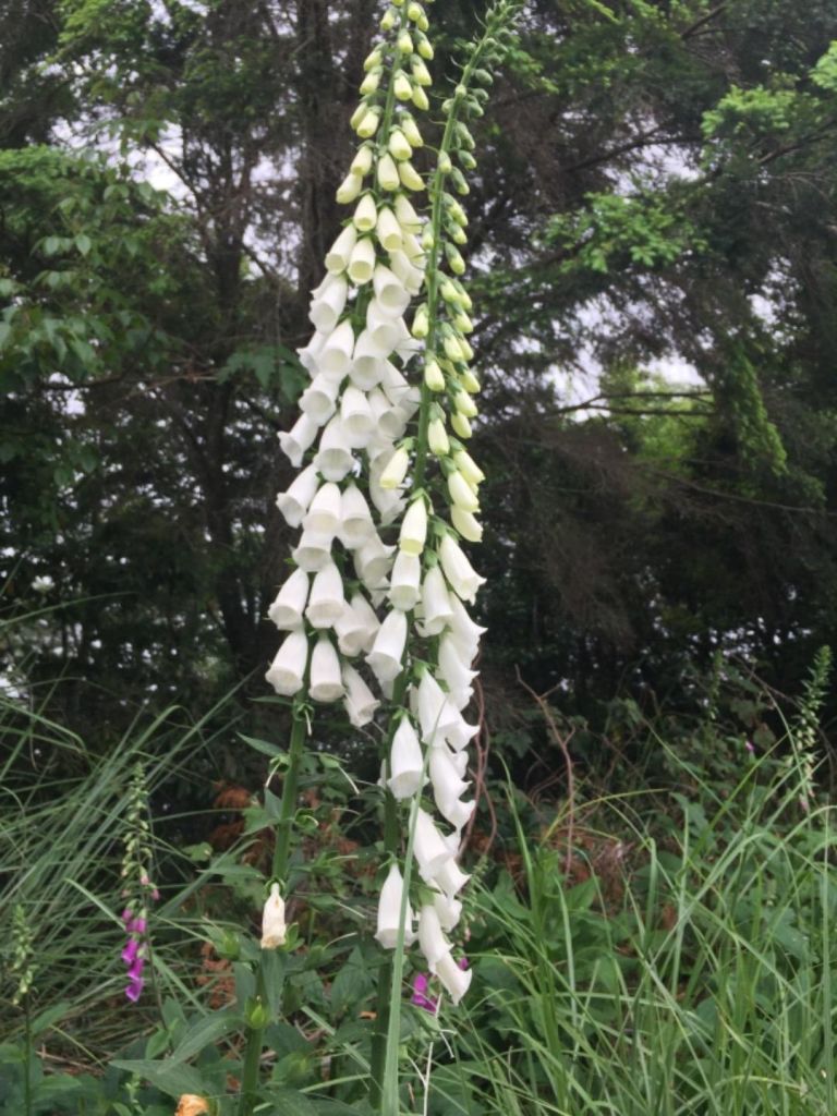 2018/05/18大雪山毛地黃盛開_334180