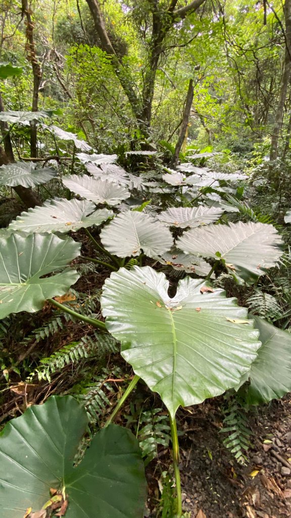 難惹的女仍山_1777313