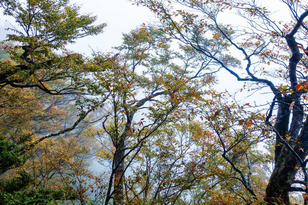 霧色下的太平山台灣山毛櫸步道_1144788