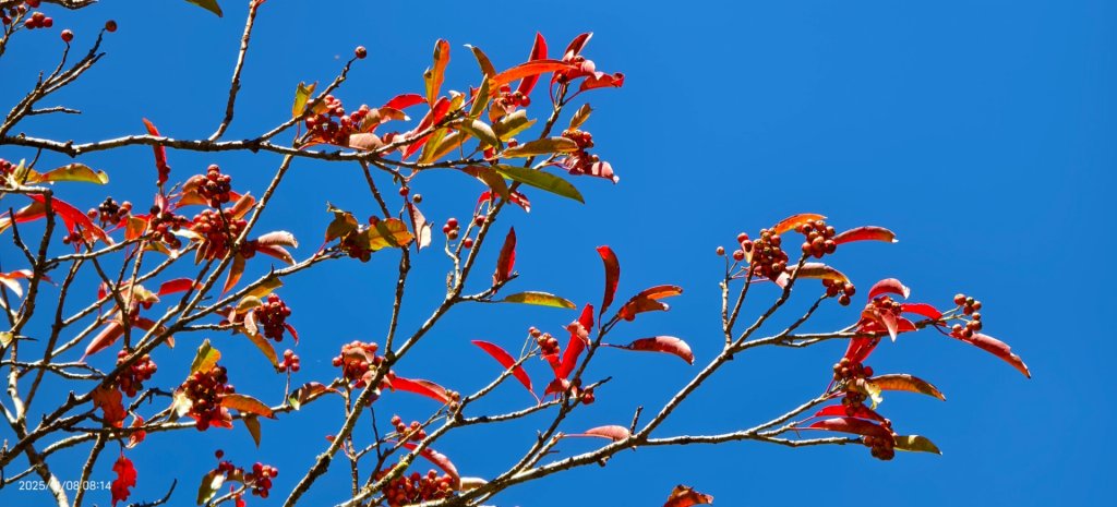 #太平山 #望洋山 #觀雲步道 #日出 #雲海 11/8_2931185