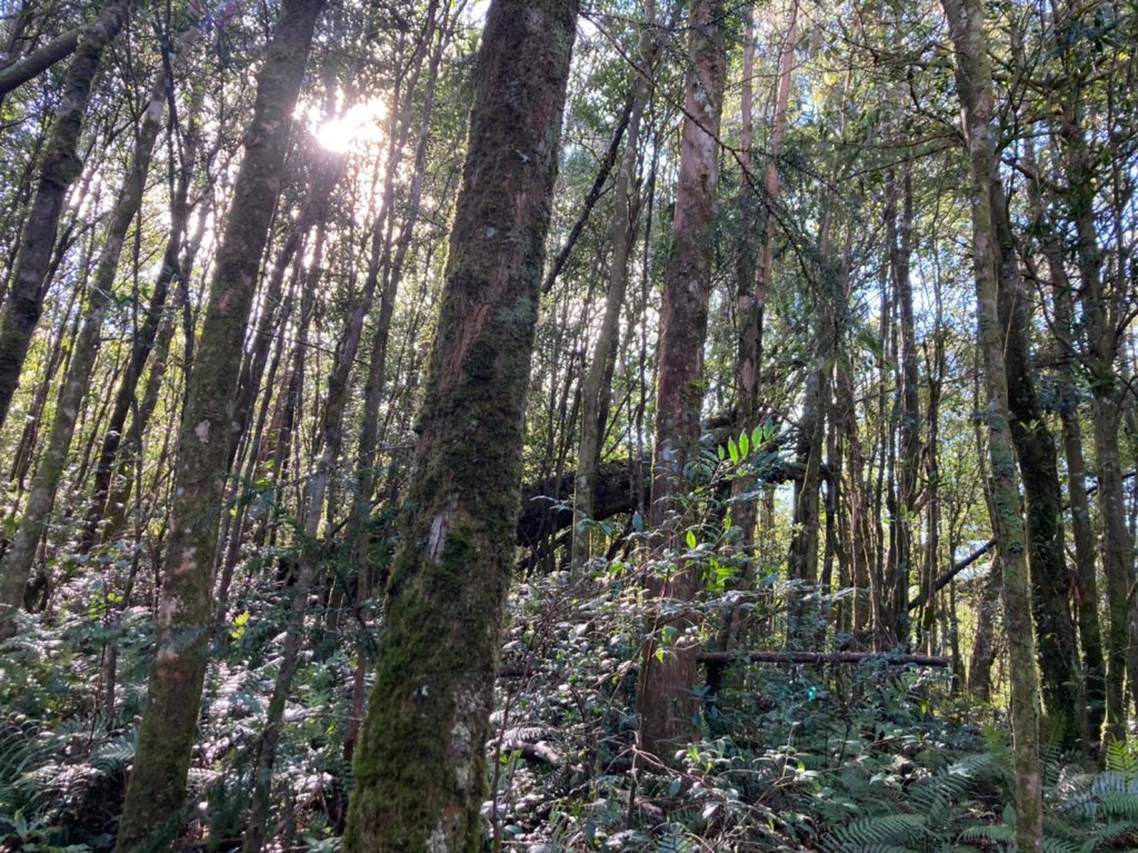 [新竹] 北得拉曼 內鳥嘴山_1982812