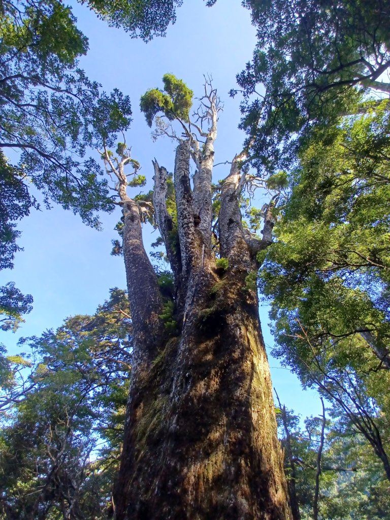 觀雪縱走_1962692