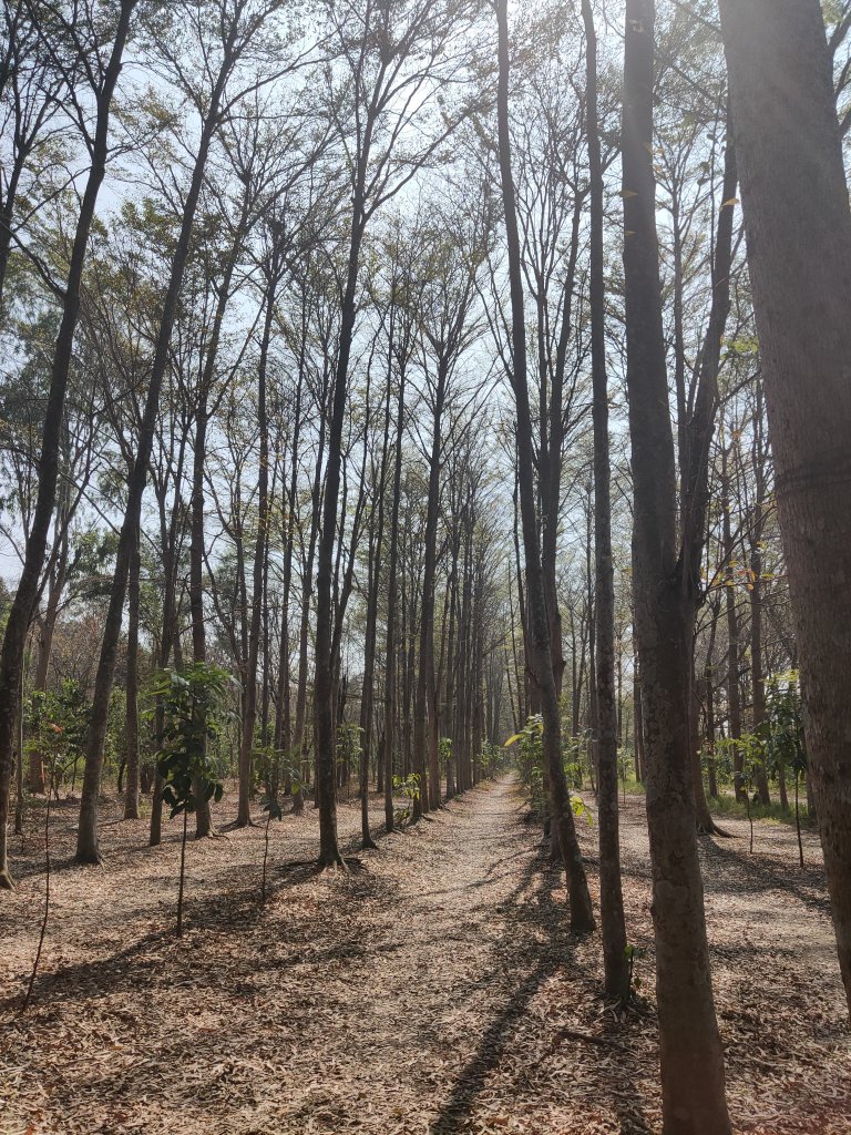西瓜山森林步道(虎山森林步道)_1272332