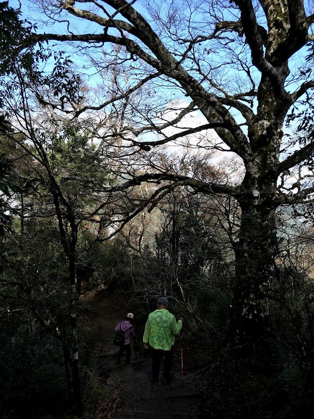 太平山_臺灣山毛櫸國家步道20201118_1968053