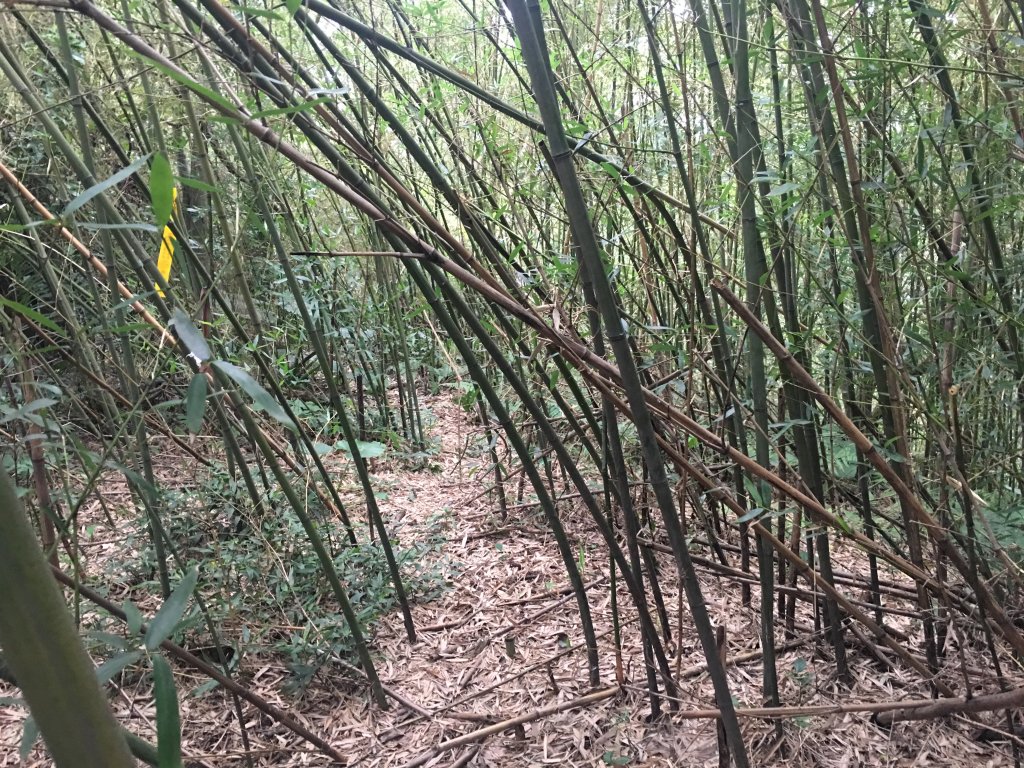 內湖 水尾潭山 大邱田山_577884