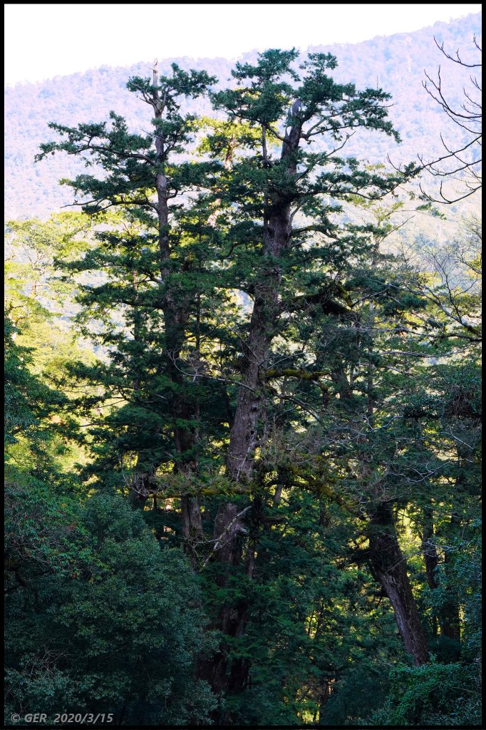 全台最大的紅檜森林 ~ 拉拉山巨木群_885517