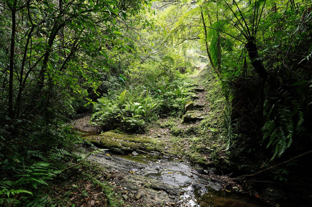 新北 雙溪 溪尾寮山、東柑腳山、柑腳山_2581813