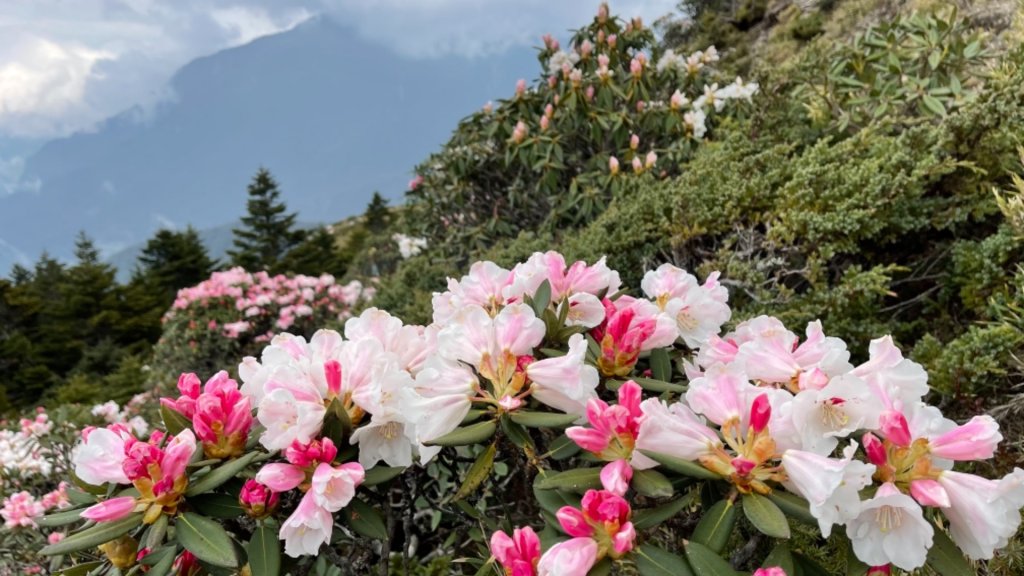 1100416石門山杜鵑花_1352867