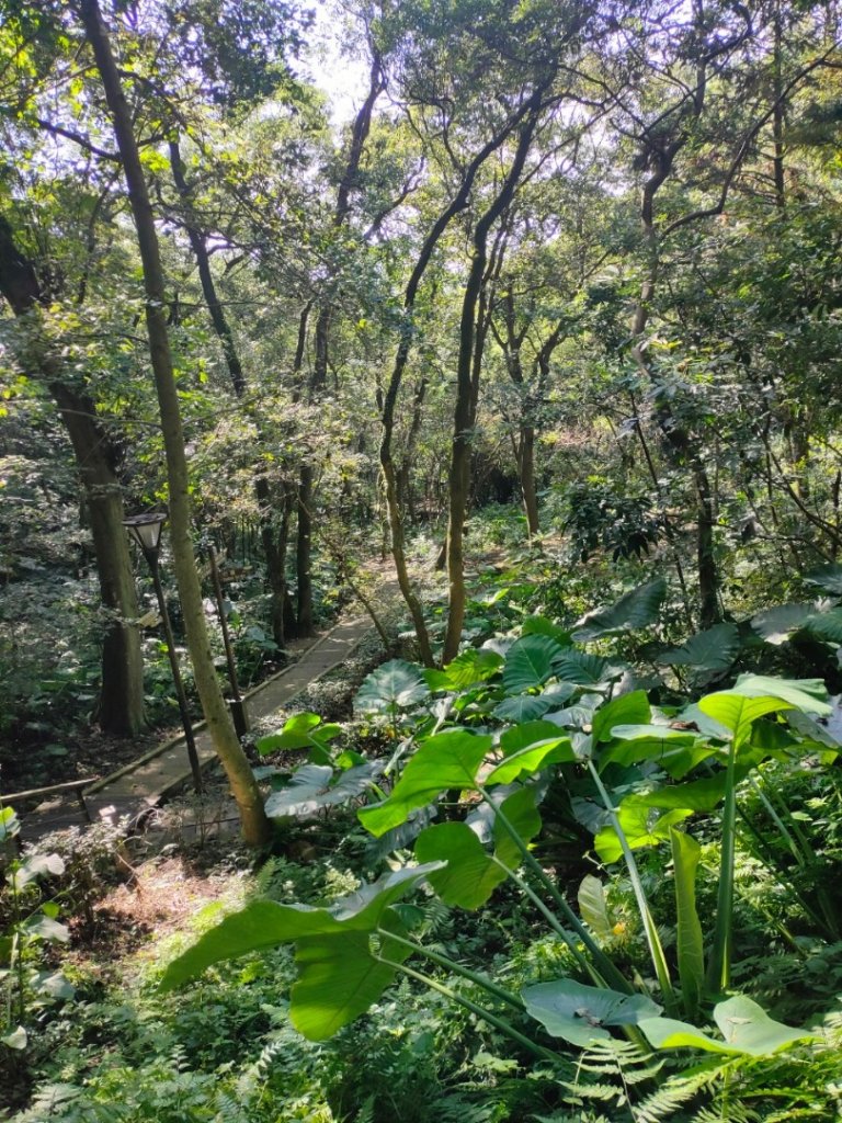 桃園［雲南文化公園］+［虎頭山步道］_2316494