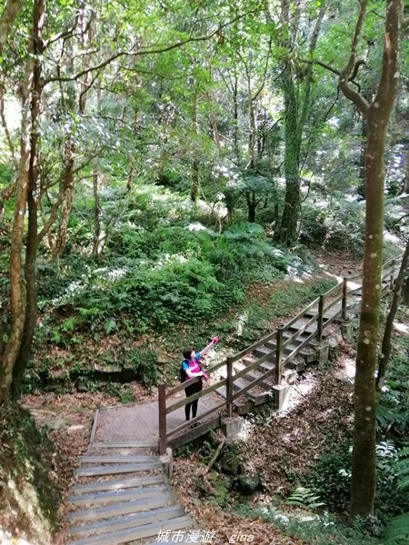 【桃園。復興】漫步柳杉林間 小百岳集起來。編號22小百岳~東眼山自導式步道_1494417