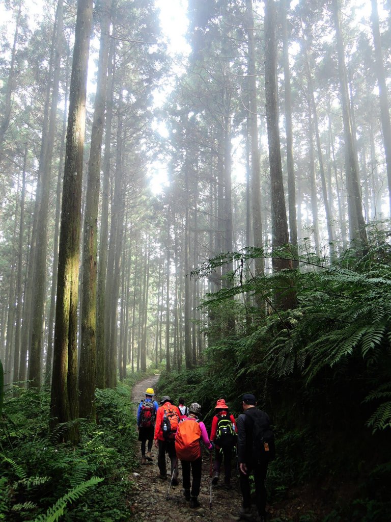 仙靈系~山不在高有仙則名。新竹苗栗中級山_647083