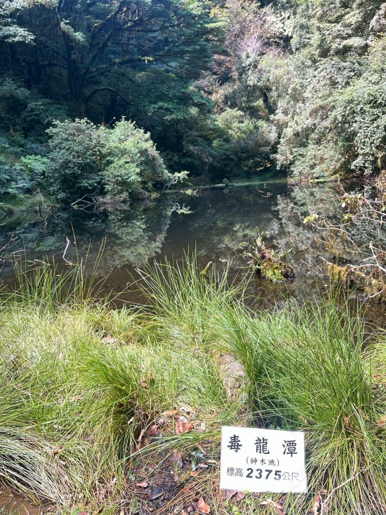 新竹 尖石 鎮西堡巨木群步道A線巨木群 毒龍潭_2884744