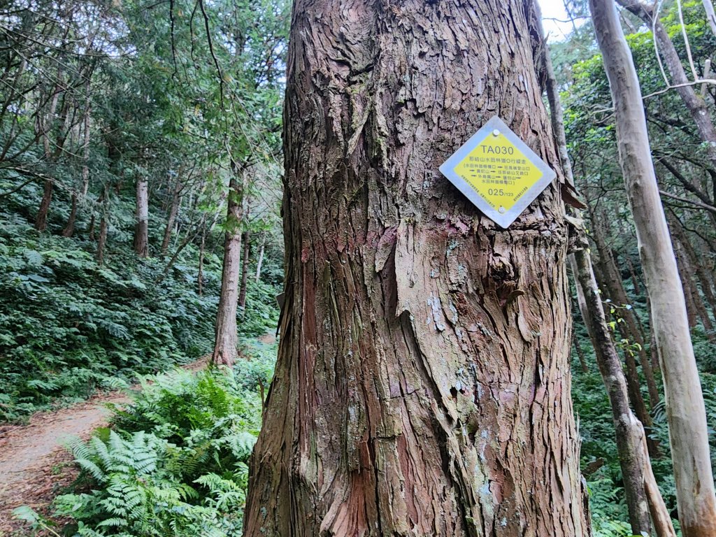 20250112貴妃山那結山外鳥嘴山蓮包山O型_2727123