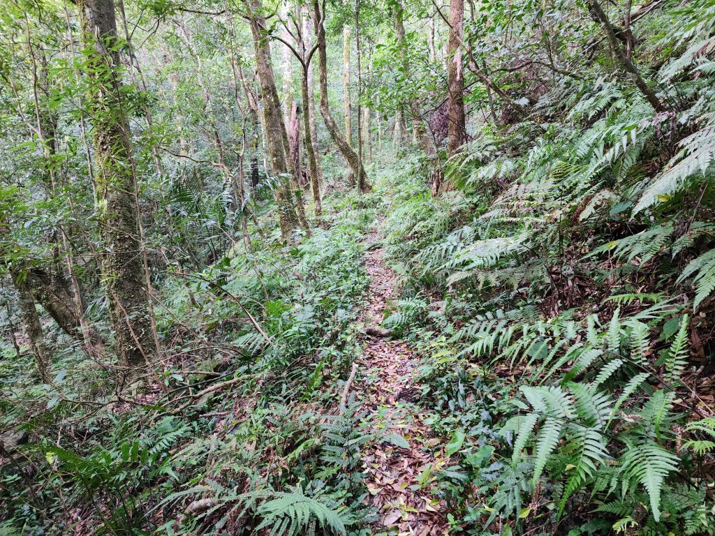 20240317八五山李棟山鳥嘴下山O型_2486226