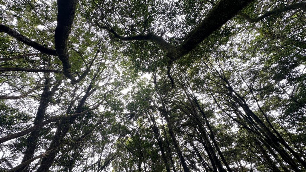 觀雪縱走_2836079