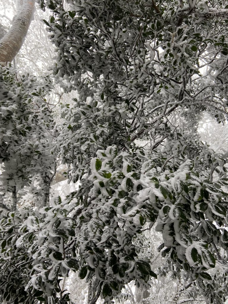 冰凍內鳥嘴~美得讓你哇聲不停_2010066