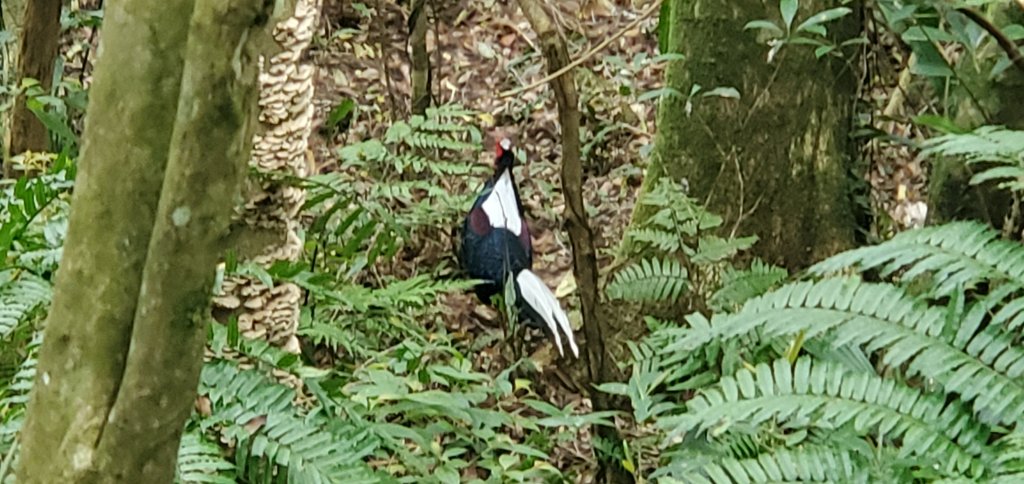 2024-02-24東滿步道_2437388