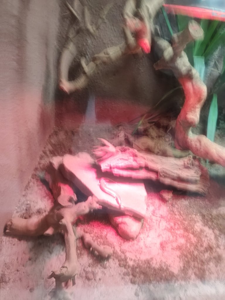 台北動物園_2664004