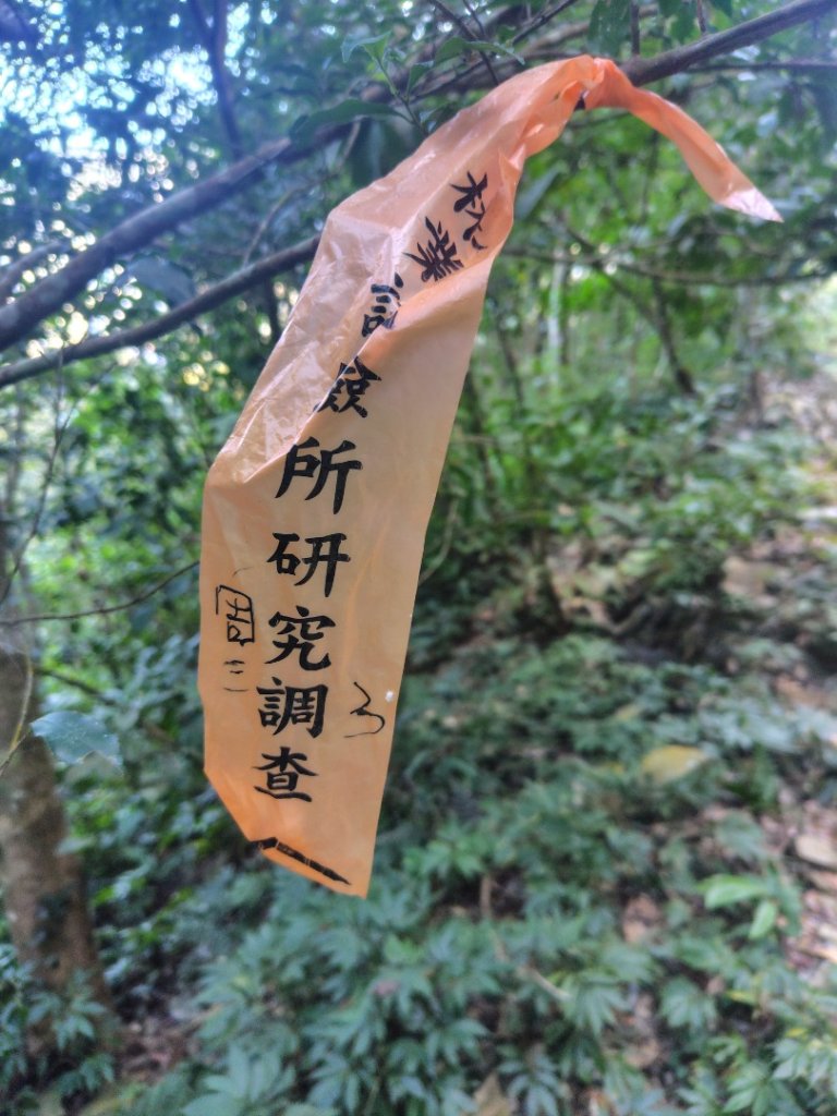 多納六秀 屯子山 安通吊橋_2987253