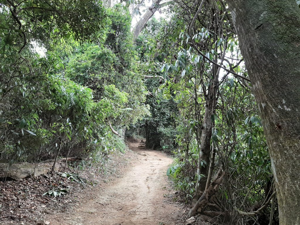 【跟著寶寶漫步參山】獅頭山五連走_1136031