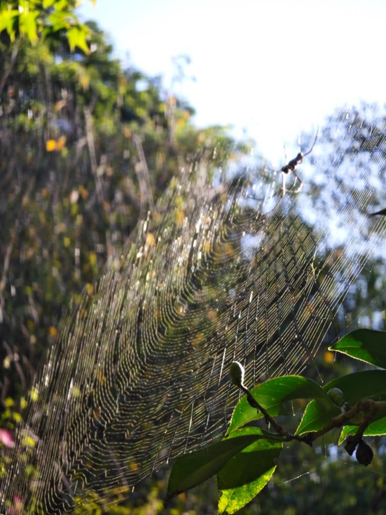 跤頭趺崙登山步道封面圖