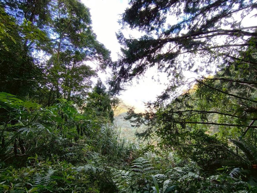 20251218溪頭鳳凰山台寅山上天文台至妖怪村買菜O繞_2965698