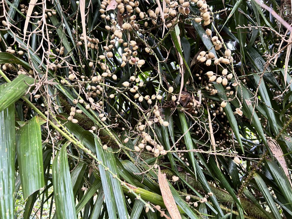 大橫屏山_2721459