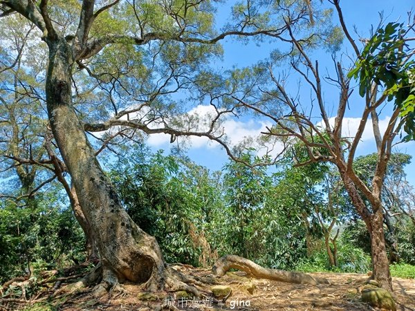 【台中北屯】搭公車趣爬山。 #42 小百岳南觀音山步道_2601656