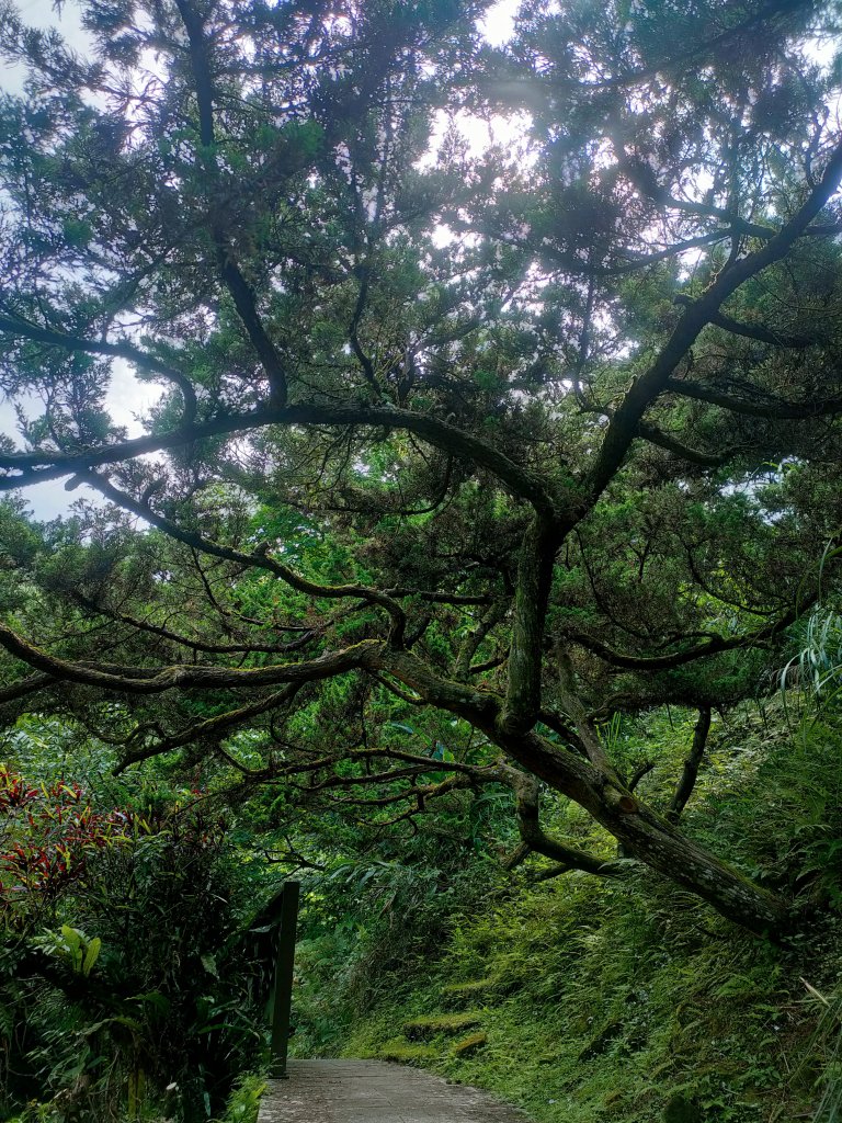 茶香環狀步道群（小天空、健康、壺穴步道、茶展中心步道）_2135877